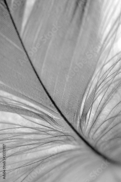 Obraz b&w feather closeup