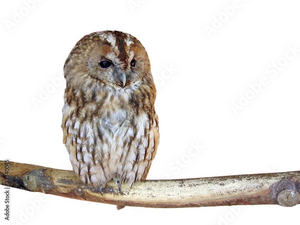 Obraz Isolated owl