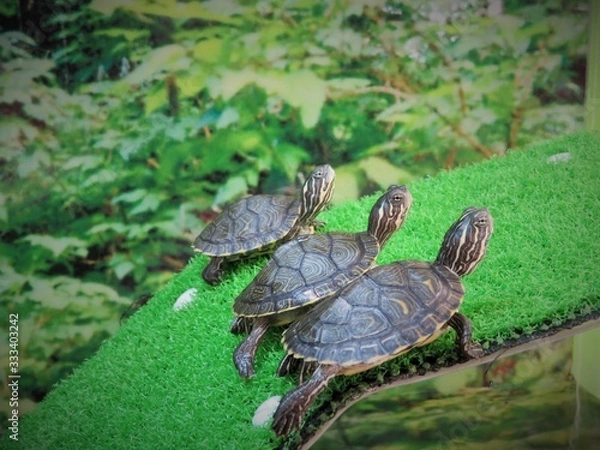 Obraz Three Turtles