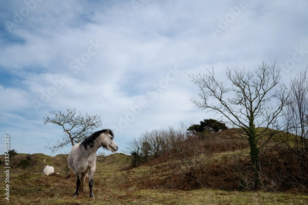 Obraz Welsh Pony, Oxwich Bay