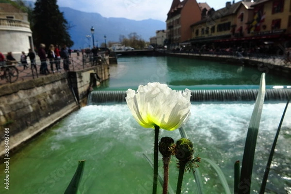 Obraz Blume am Wasser