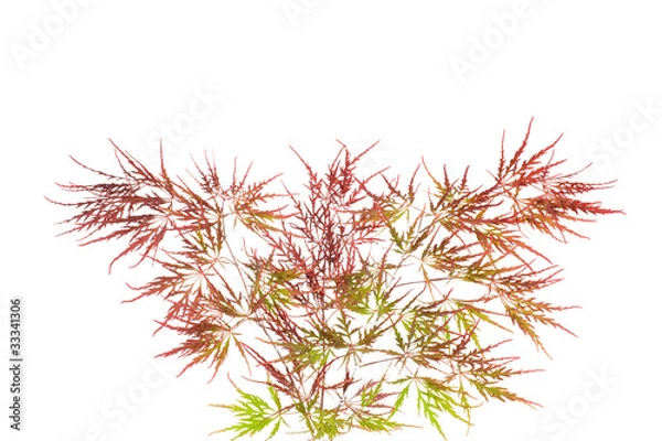 Fototapeta l'acero giapponese