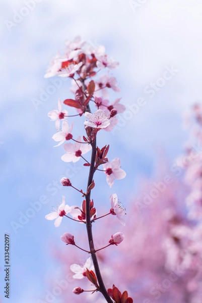 Fototapeta Spring border, background art with pink blossom. Blooming blossom sakura tree over blue sunny sky bokeh. Easter sunny day. Spring flowers. Springtime. For easter and spring greeting cards, copy space