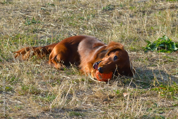 Obraz the dog is playing ball