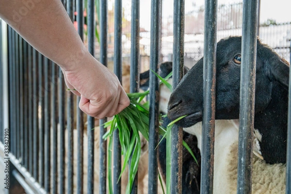Obraz goat eatting grass