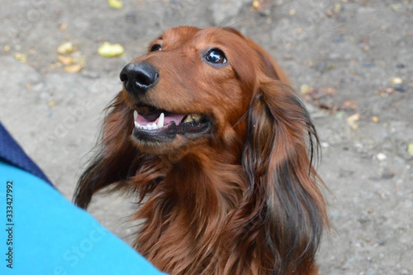 Fototapeta cute muzzle