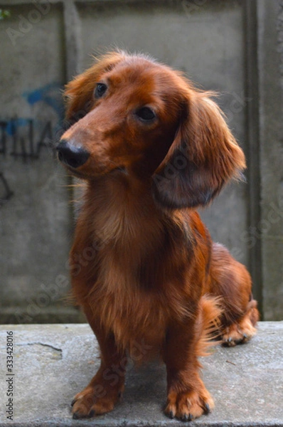 Obraz very cute puppy