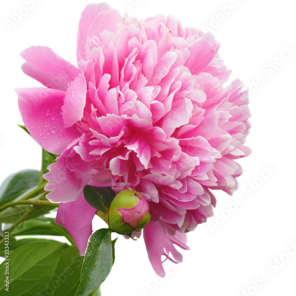 Obraz Czerwona piwonia