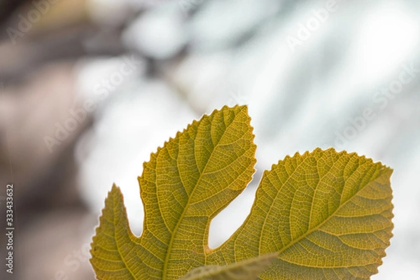 Fototapeta Close-up photo of a small fig leaf, blurred background