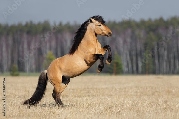 Obraz Beautiful buckskin rearing horse with long mane on natural prairie summer background