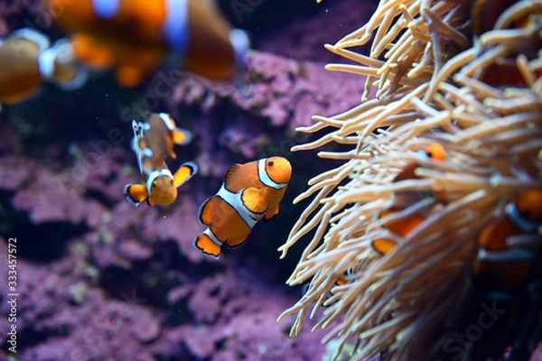 Obraz イソギンチャクの間に隠れる可愛いカクレクマノミ達（日本の東京池袋サンシャイン水族館）