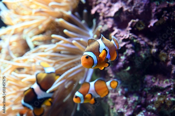 Obraz イソギンチャクと一緒に生活する可愛いカクレクマノミ達（日本の東京池袋サンシャイン水族館）