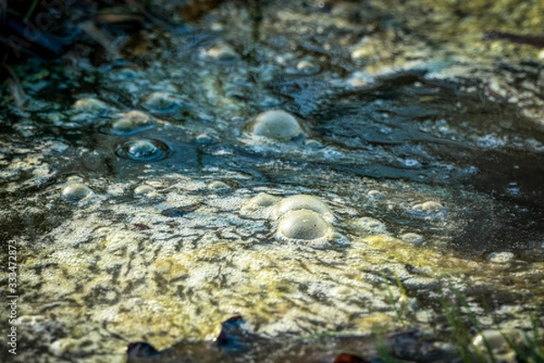 Obraz Golden bubbles of sludge gas on a swamp