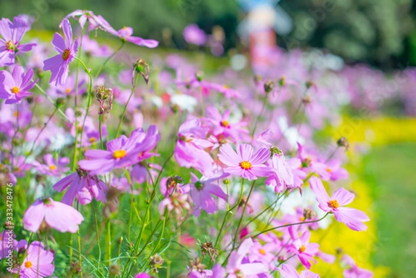 Obraz field of purple flowers