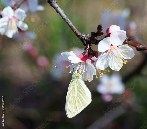 Fototapeta butterfly on flower