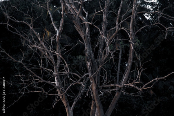 Obraz dry wood trees