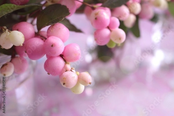 Obraz シンフォリカルポス