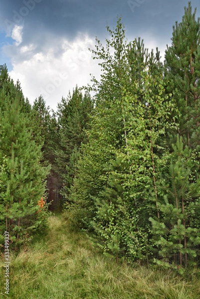 Fototapeta Sunny meadow in a pine forest, on a bright summer day, under a blue sky with clouds.