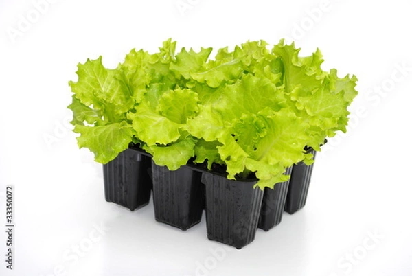 Fototapeta piantine di insalata pronte al trapianto