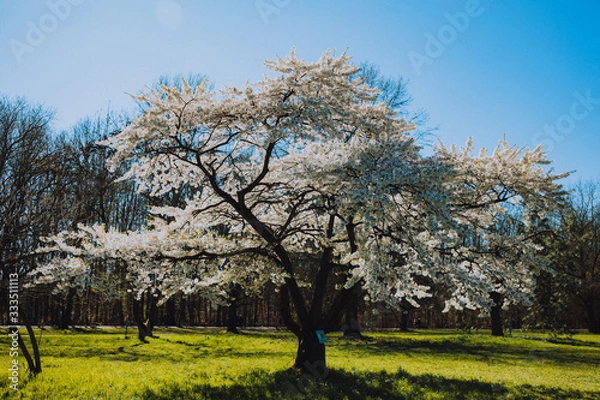 Fototapeta White cherry blossom tree in full bloom in spring