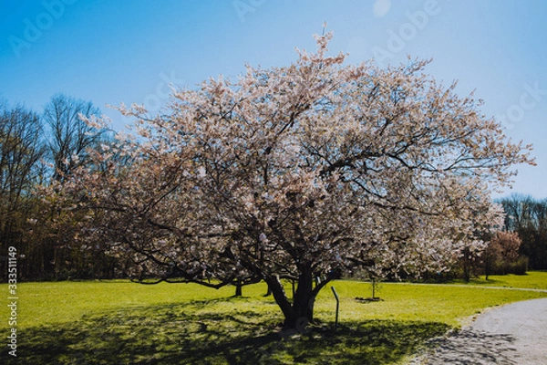 Fototapeta Cherry blossom tree blooming in early spring