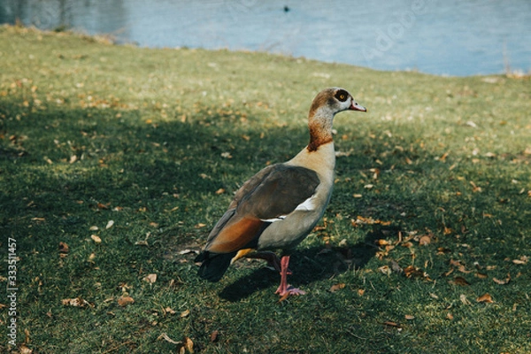 Fototapeta Egyptian goose standing next to a lake