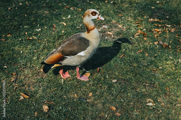 Fototapeta Pretty Egyptian Goose on a lawn