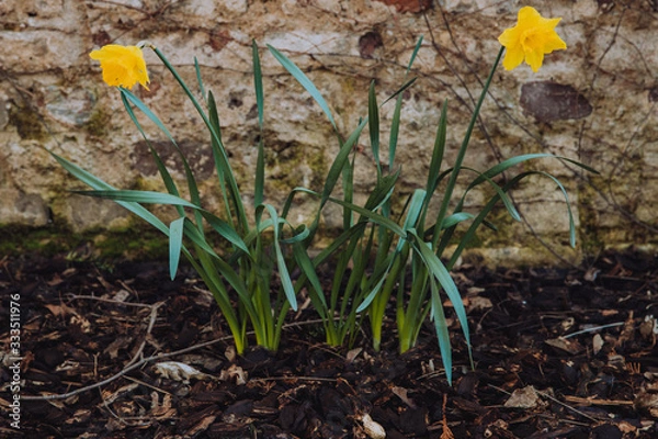 Fototapeta Daffodils blooming in early spring