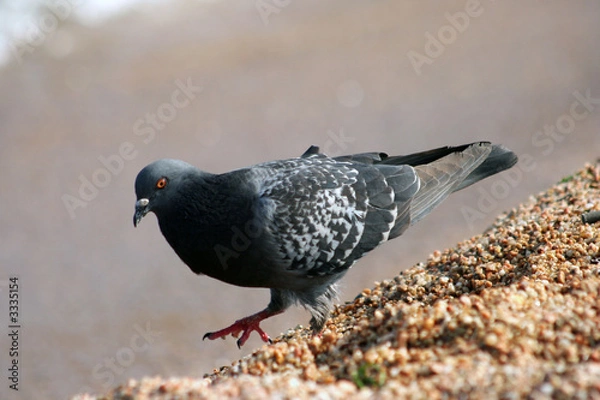 Obraz pigeon