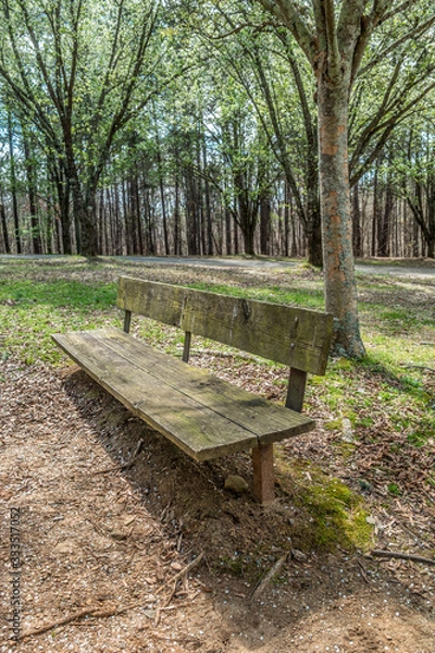Obraz Empty park bench and trails
