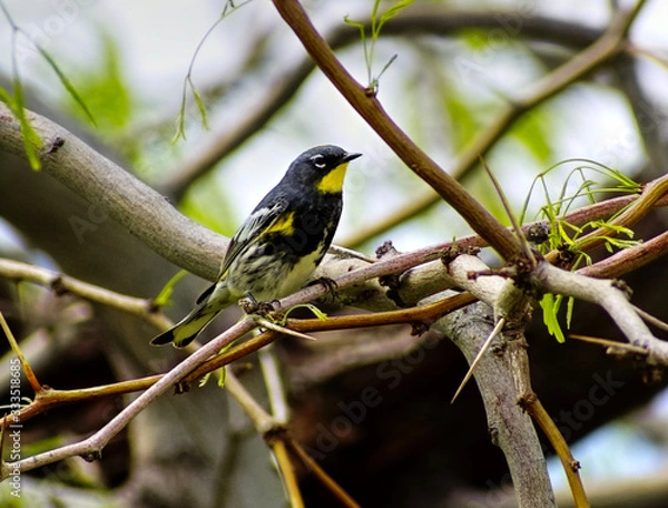 Obraz Yellow-Rumped Warbler