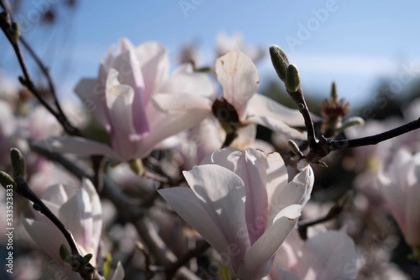 Obraz Magnolia flowers in spring close-up.