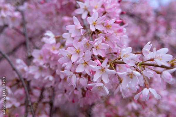 Obraz Beautiful cherry Blossoms in spring, close-up.