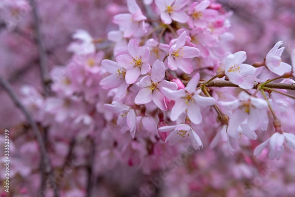Obraz Pink cherry Blossoms in spring, close-up.