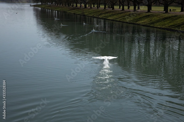 Fototapeta A swan is starting to fly out of water