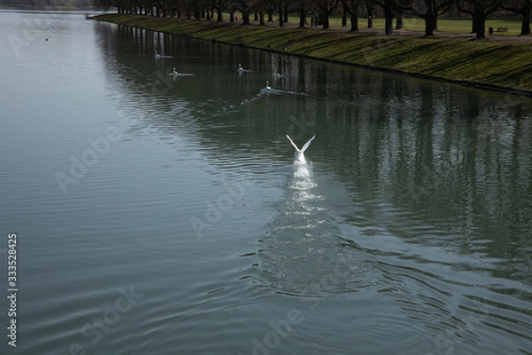 Fototapeta A swan is starting to fly out of water