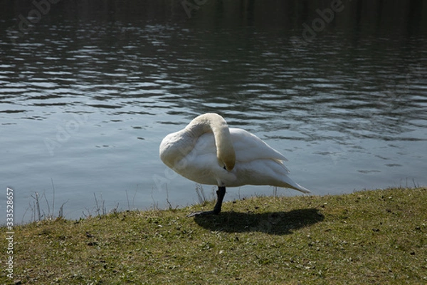 Fototapeta A swan is cleaning its feathers next to a lake