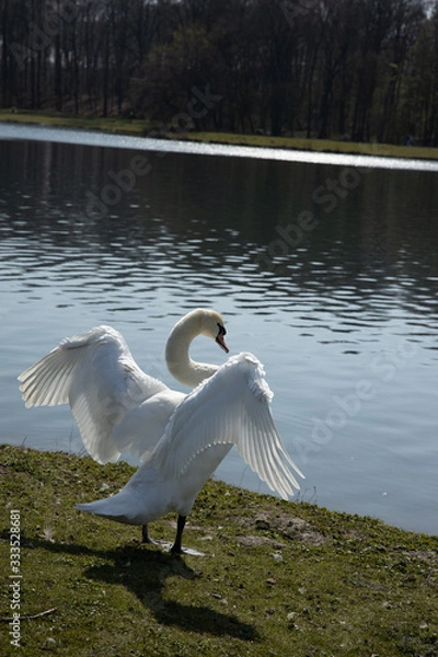Fototapeta A white swan is posing and showing its wings