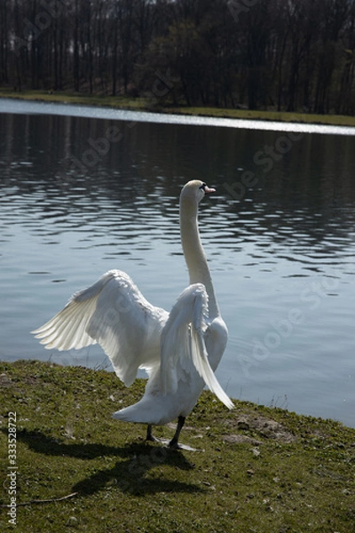 Fototapeta Large white swan is spreading its wings