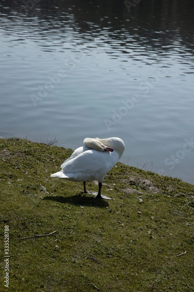 Fototapeta A swan is cleaning itself next to a lake