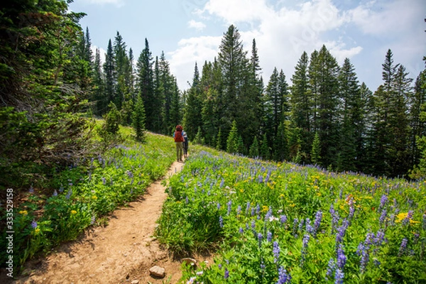 Obraz hiking in a forest clearing