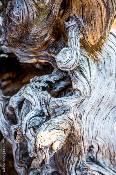 Obraz weathered wood texture close up