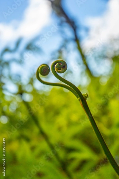 Obraz Young Fern Closeup