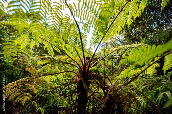 Obraz Large Fern