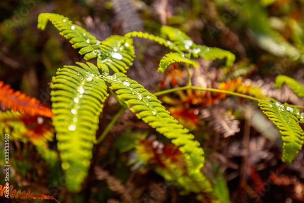 Obraz Fern with Dewdrops