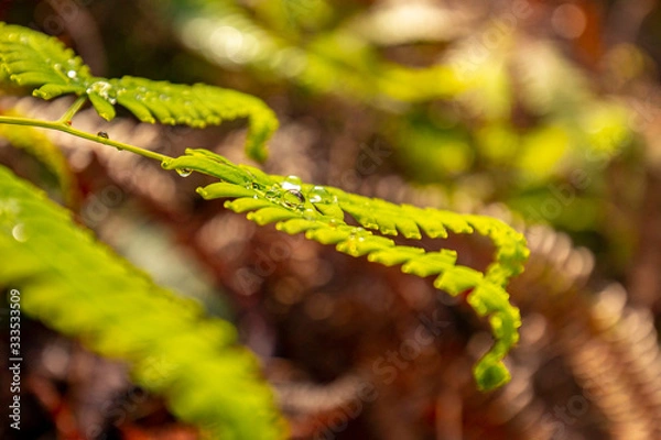 Obraz Fern with Dewdrops