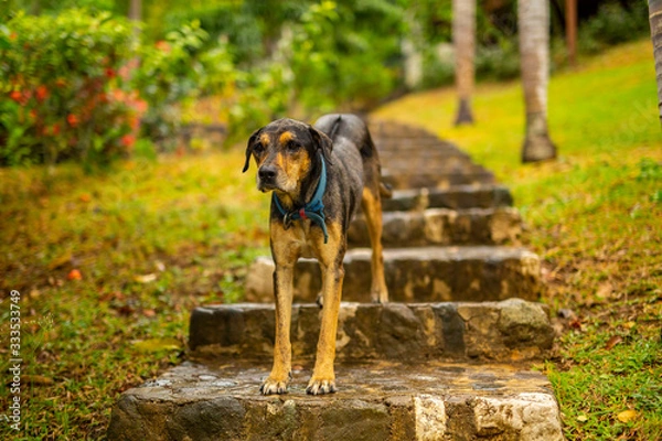 Obraz Large Dog on Garden Steps
