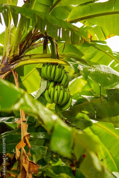 Obraz Green Bananas on Tree