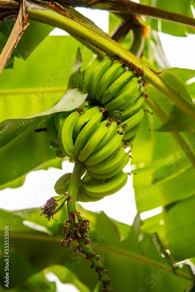 Obraz Green Bananas on Tree