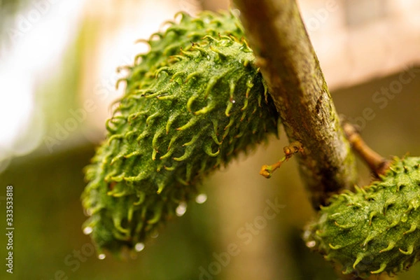 Obraz Spiky Fruit on Tree